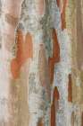 Washington State-Bellevue Crape Myrtle trunk Art Print